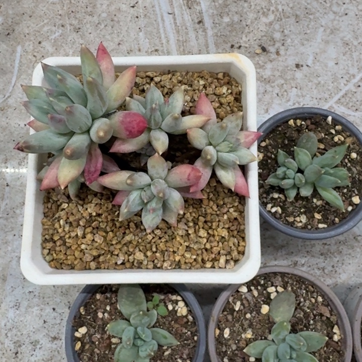 旋转风车 叶插 一物一拍