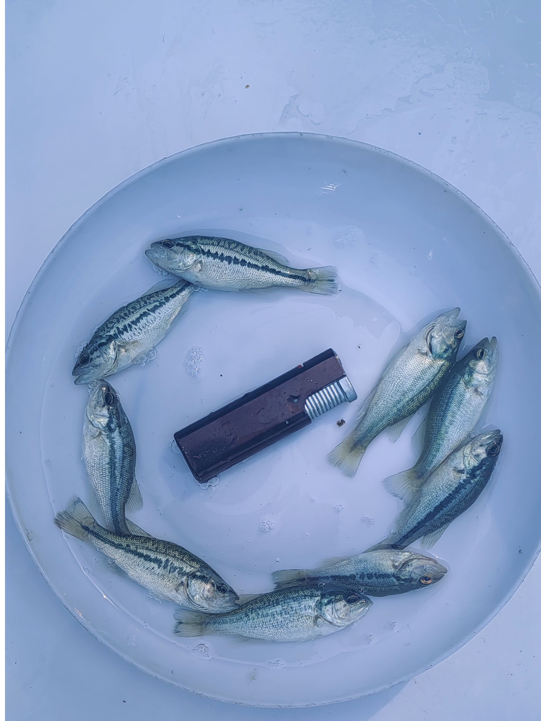 【活体】鲈鱼苗大口鲈黑鲈鱼苗（观赏鱼淡水鱼冷水鱼]黑鱼