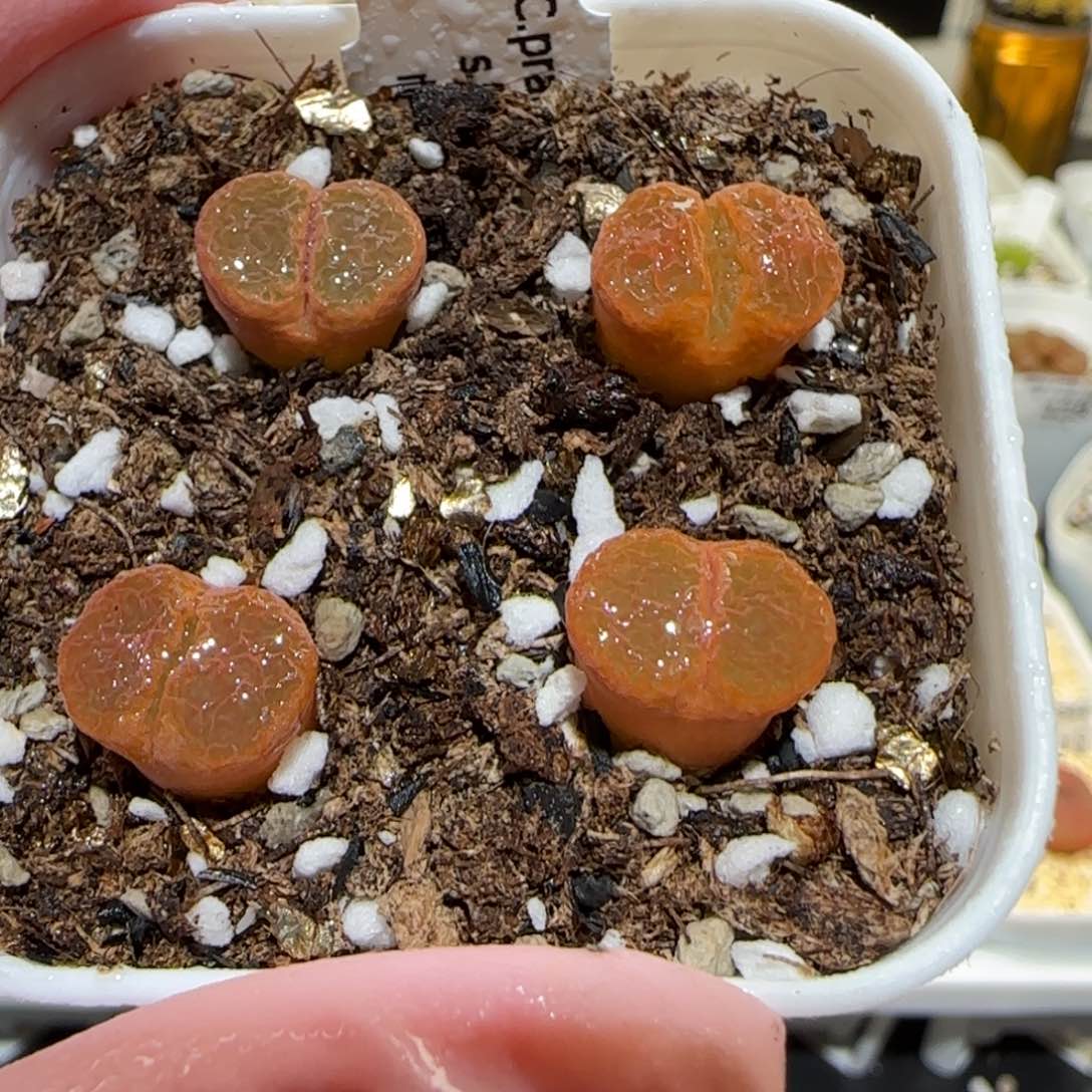 肉锥多肉植物百科-帕法德一盆442