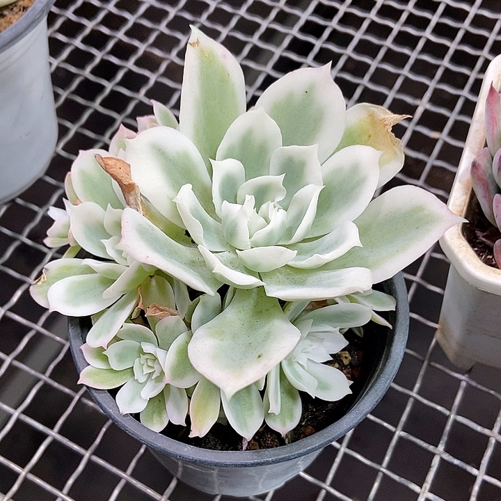 柠檬玫瑰锦小捧花