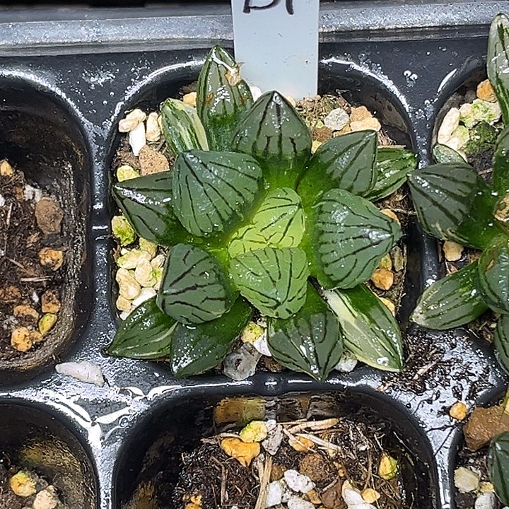 151短肥西瓜寿锦脱土发货