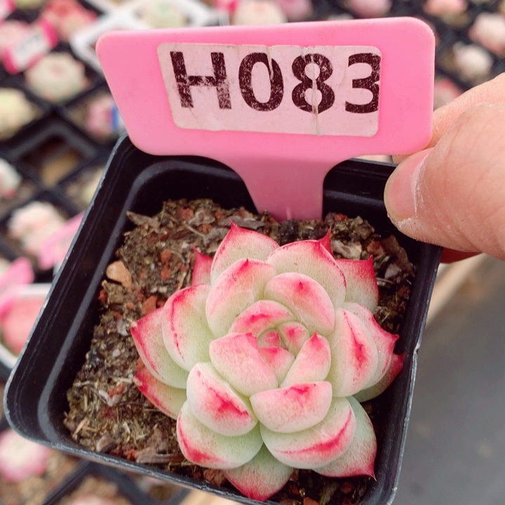 福利多肉植物5cm