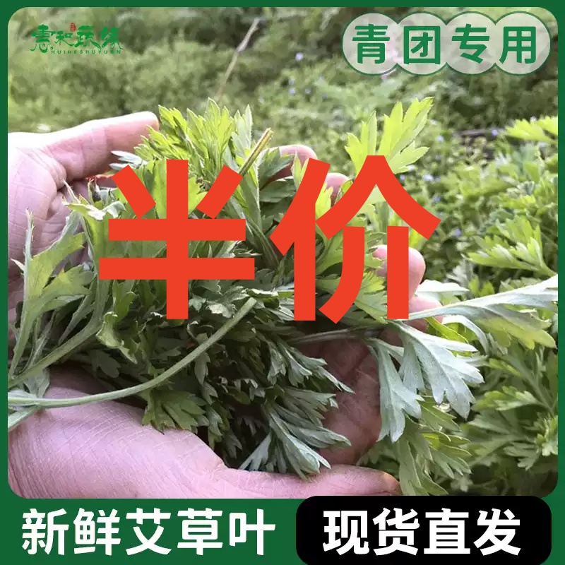 梅州[热卖]新鲜现摘现发头茬农家艾叶甜艾食用艾米清明节青团糍粑