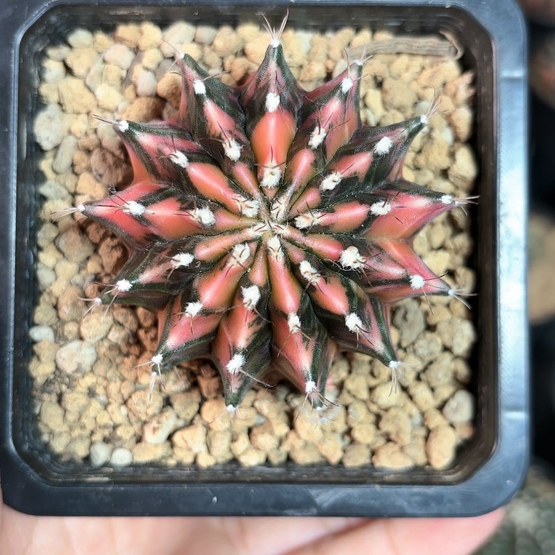 泰系米哈仙人球55号