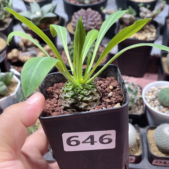 646铁甲丸菠萝球植物