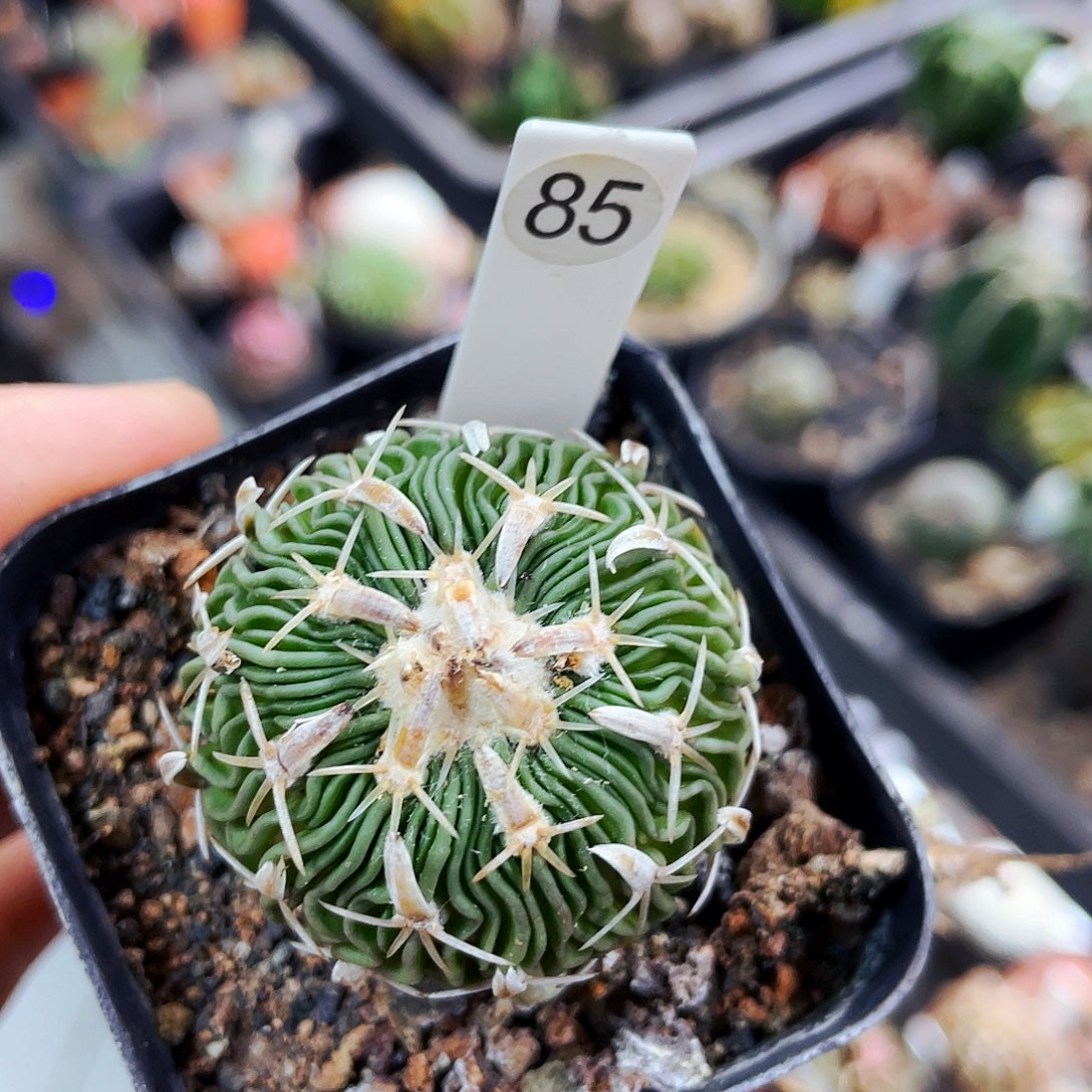 非偏远地区满25包邮仙人球