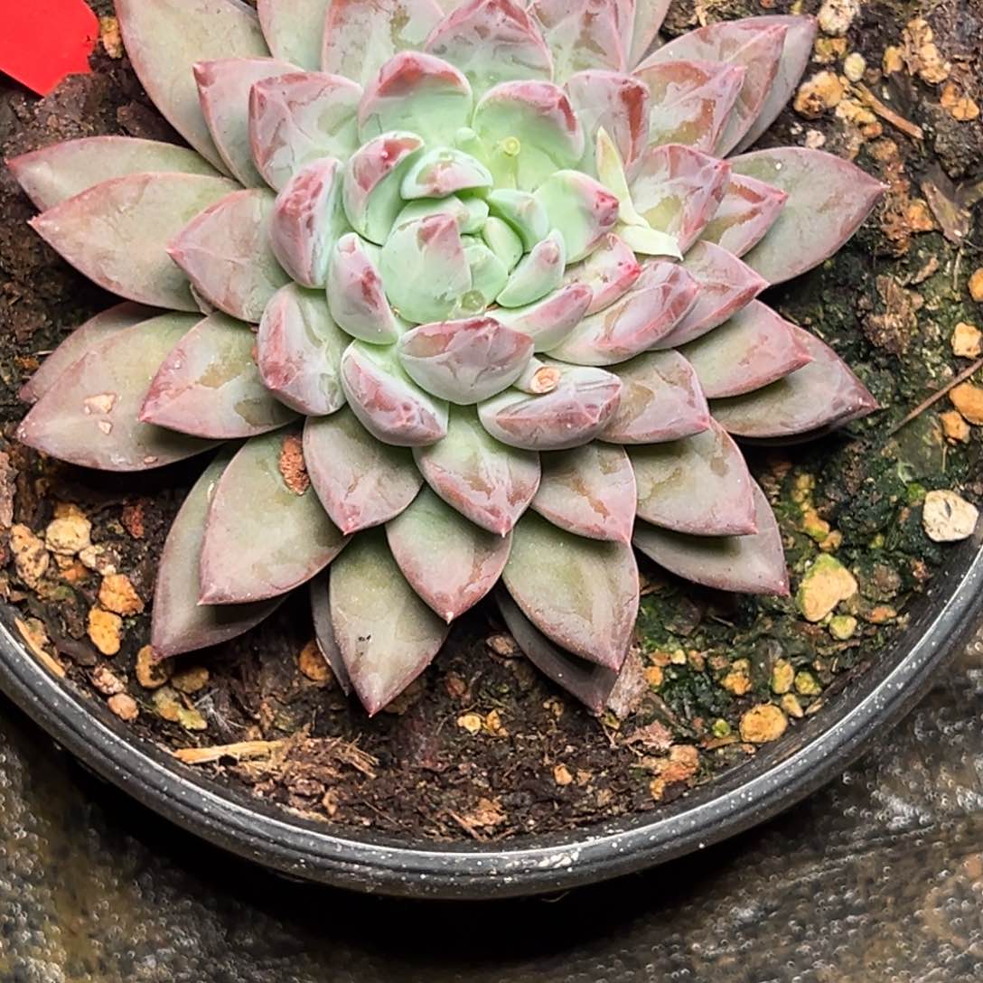 9044号晚上多肉植物群生