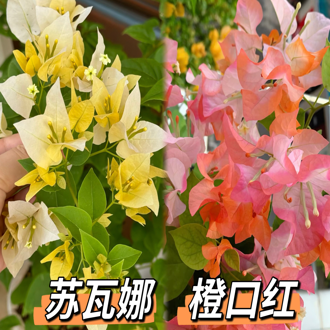 （苏瓦娜+橙口红）到手2棵 三角梅四季勤花袋苗 不带盆不带花