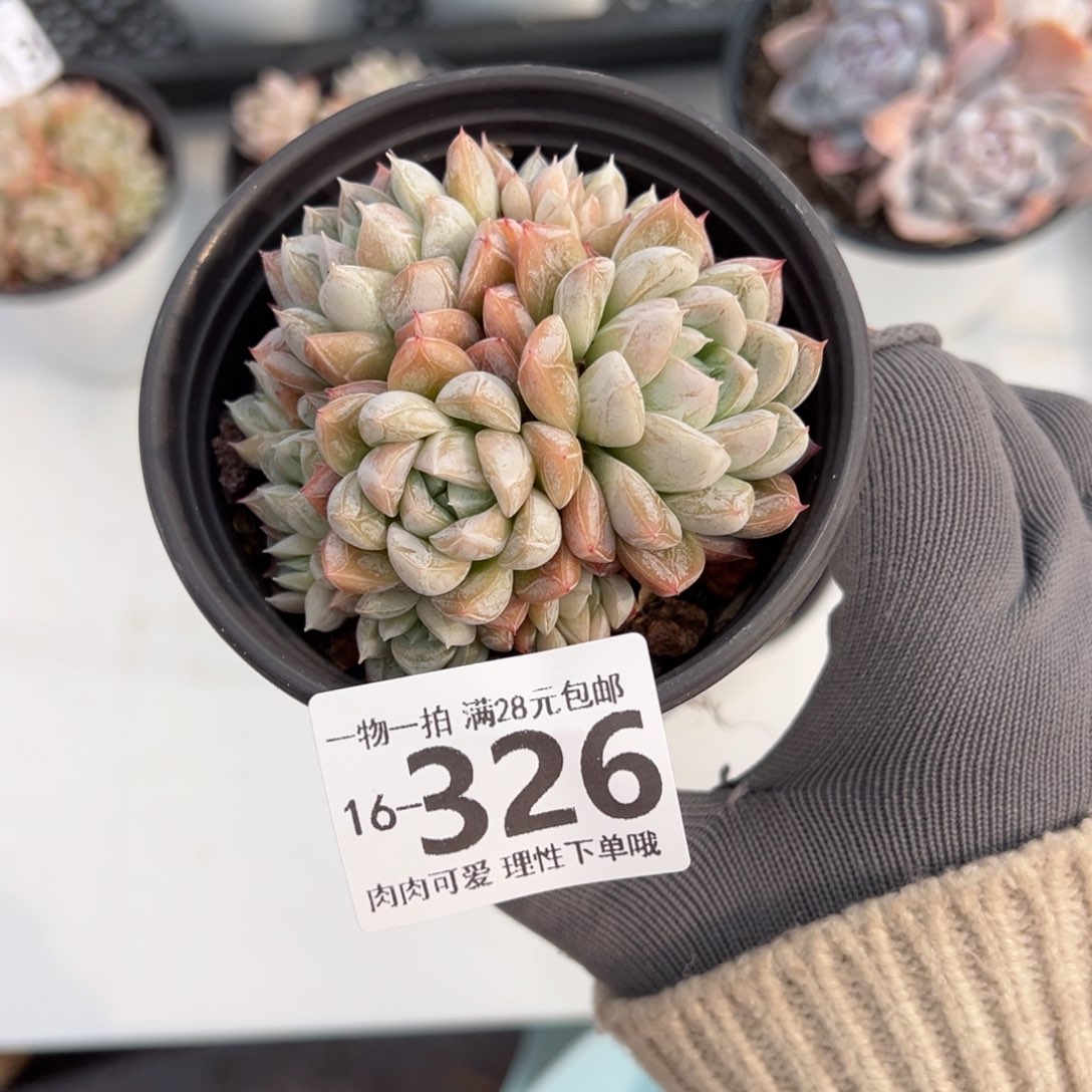 艾莎多肉多肉多肉多肉