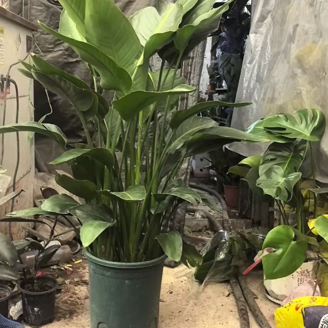 大天堂鸟（到店自取）