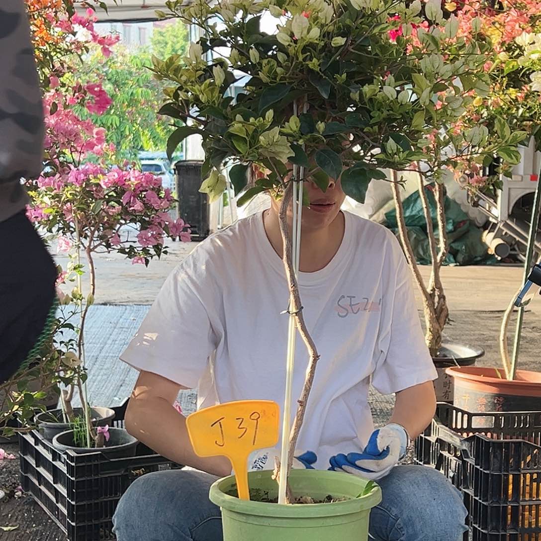 ****花大部分花苞少量开放J39金边丽娜
