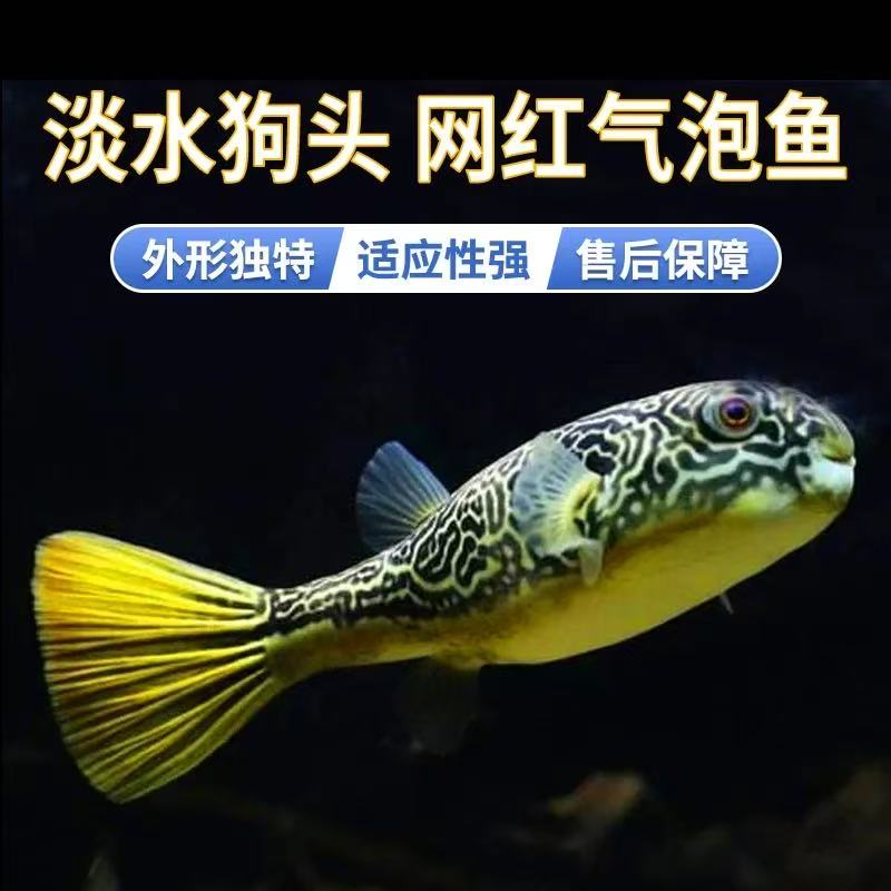 皇冠狗头淡水河豚鱼活体观赏鱼