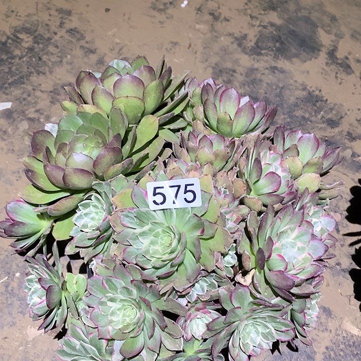 多肉植物法师575莲花