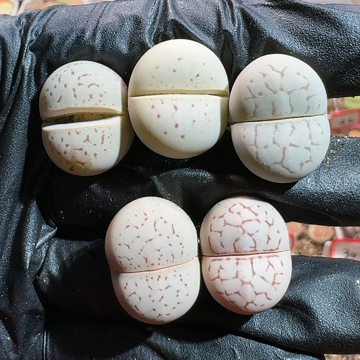 生石花1111111。   129