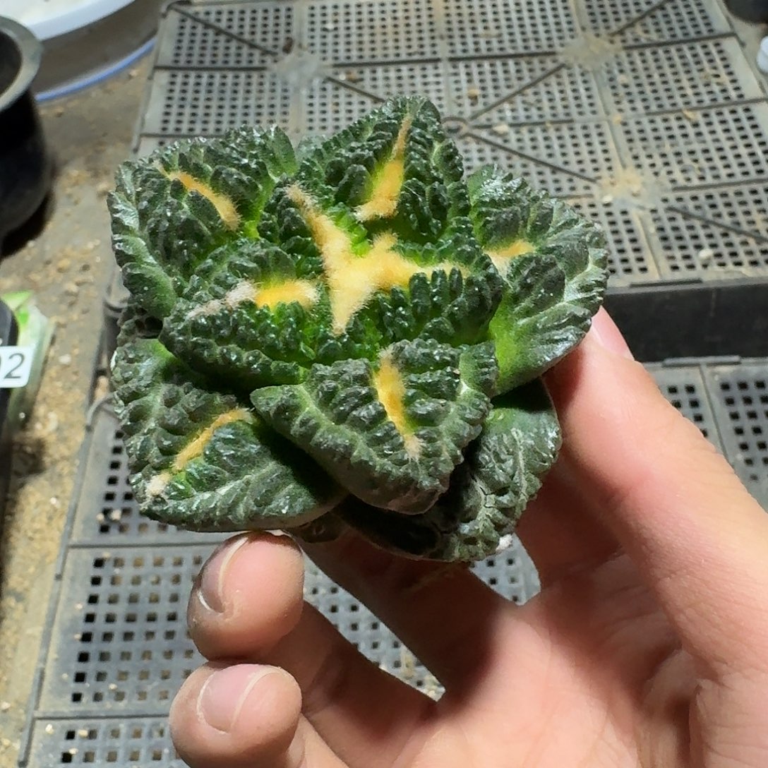 300号仙人球萝卜根