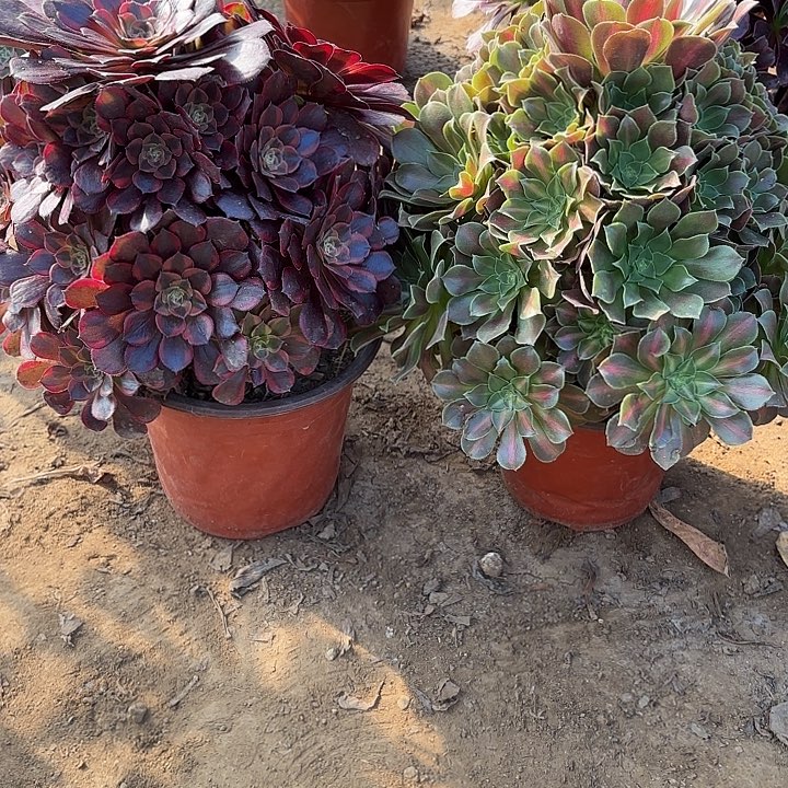 雨****多肉植物法师2颗29