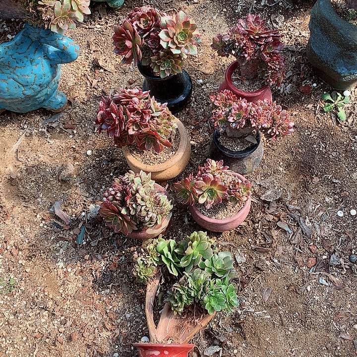 4个小可爱脱土发货啊