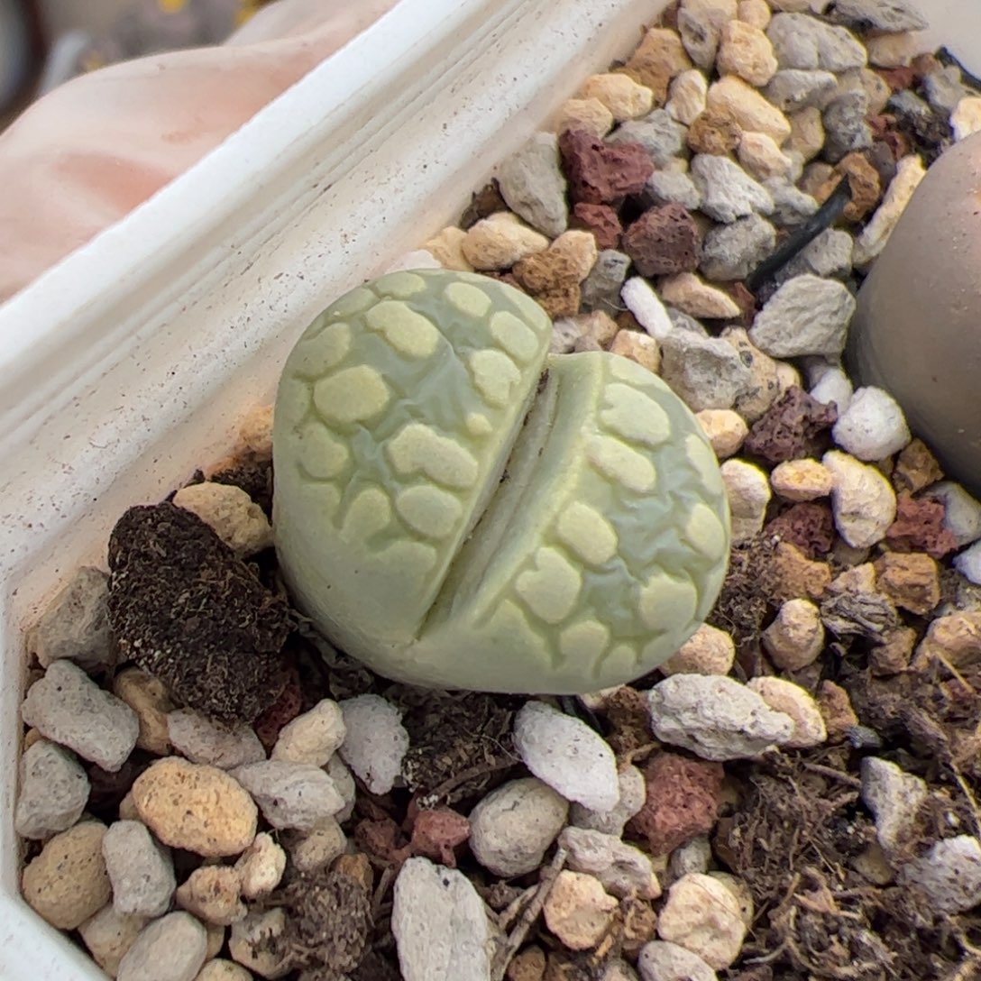 无***生大牙 多肉植物多肉植物