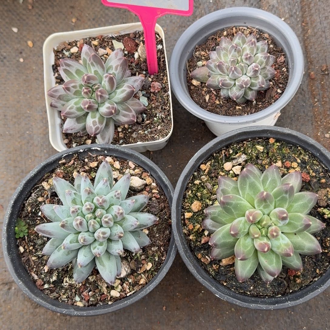 伊卡家族四颗230.