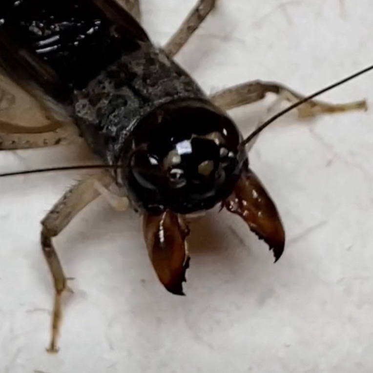 冬版白虫蟋蟀蛐蛐活体蟋蟀白虫鸣虫冬白，血统纯、掉腿照样发绝命口