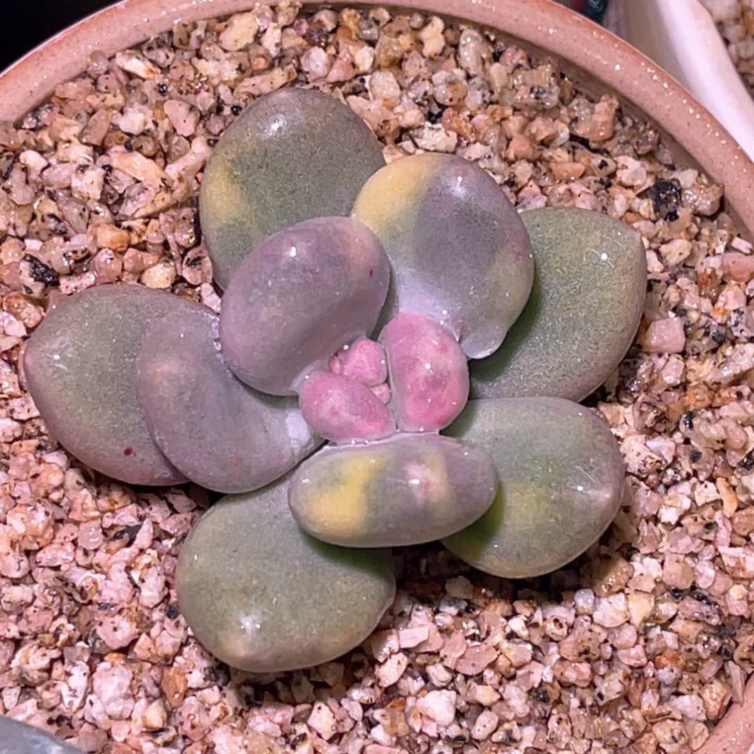 多肉黄金鸡蛋大叶奶酪锦