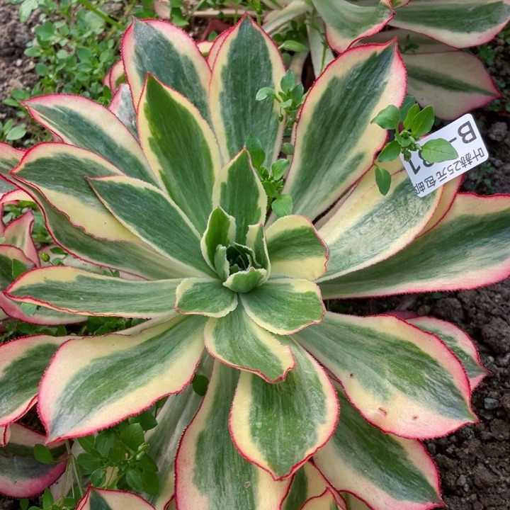 681魅影多肉12345678