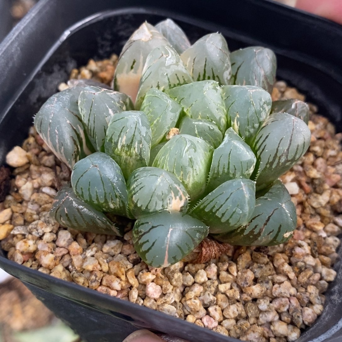 一颗实生玉露锦。   