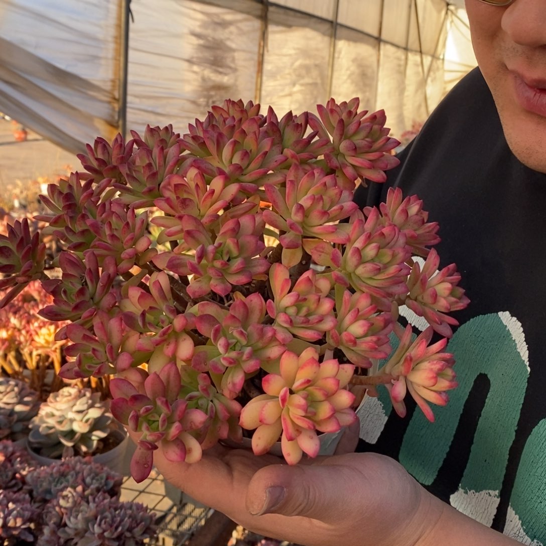 小叮当锦整桩无砍老桩