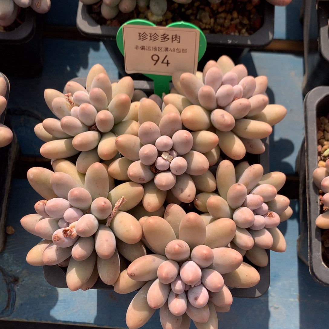 汤圆无砍老桩平头94