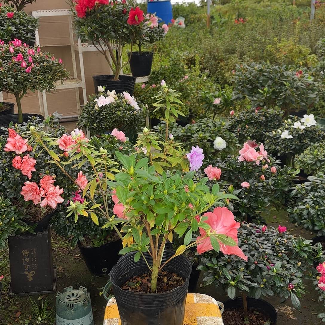 糖***铺大部分花苞少量开放