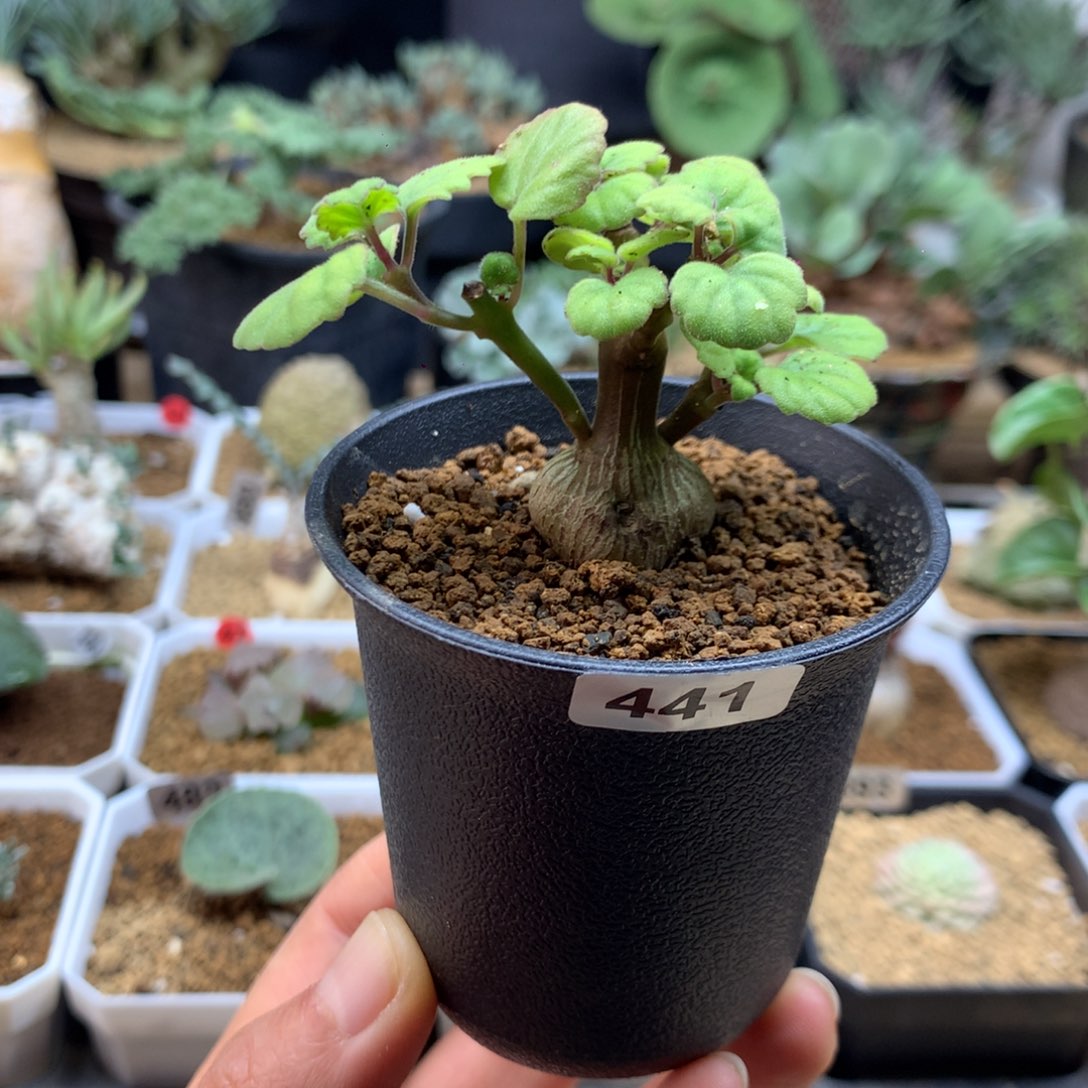 爱氏延命草多肉带盆441