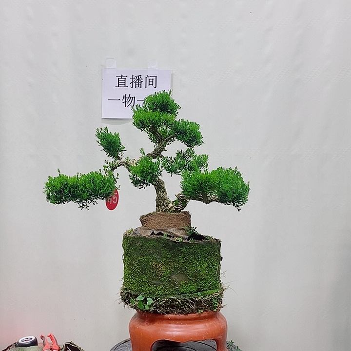 蚂***蚁无花朵广东皱皮雀舌黄杨