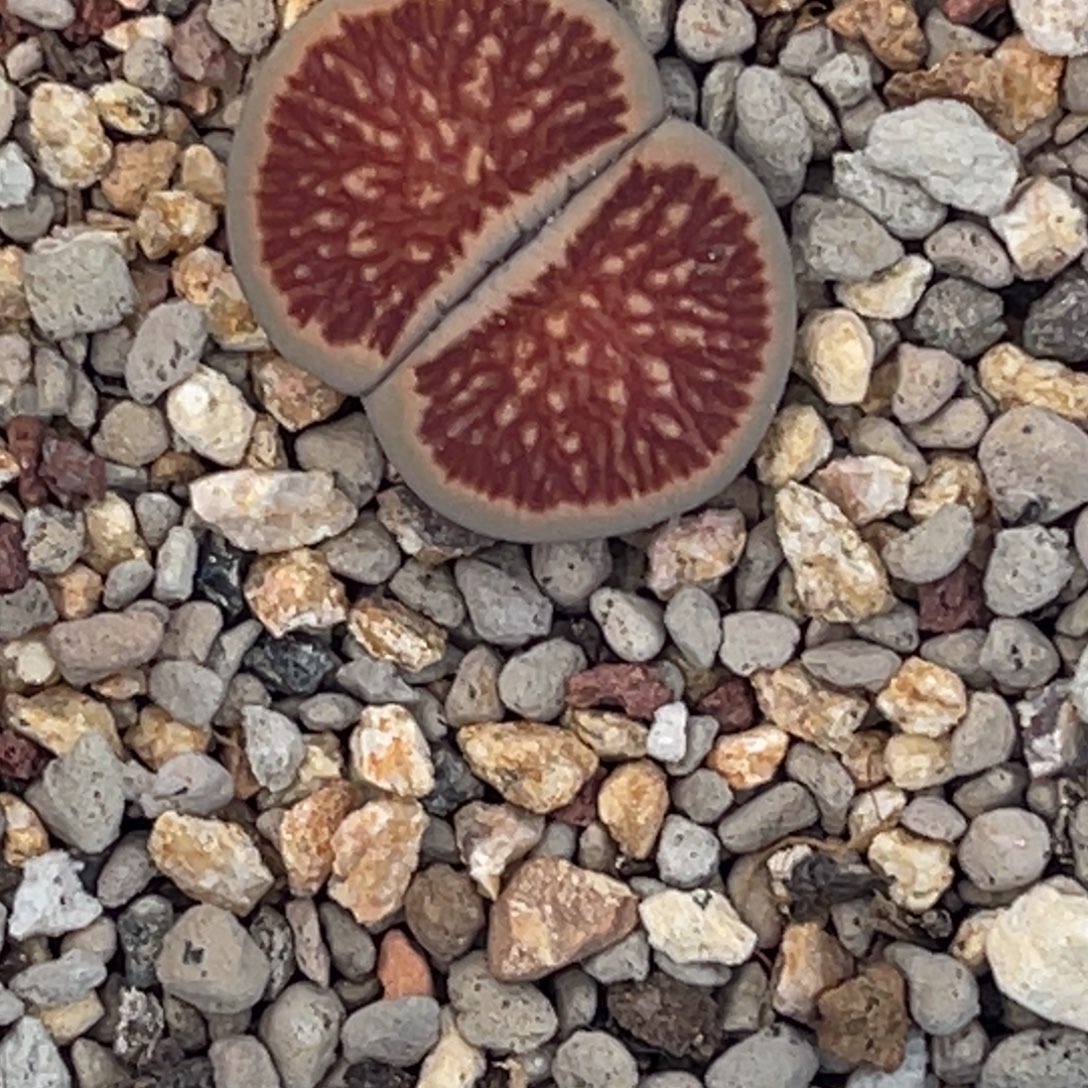 9731岛田红窗菊1莲花