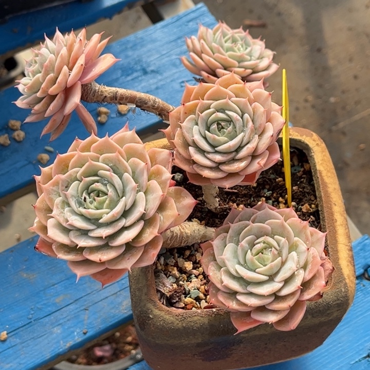 1510 0000000000多肉