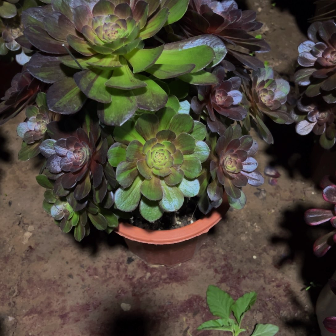 我****意058花月夜法师，多肉植物