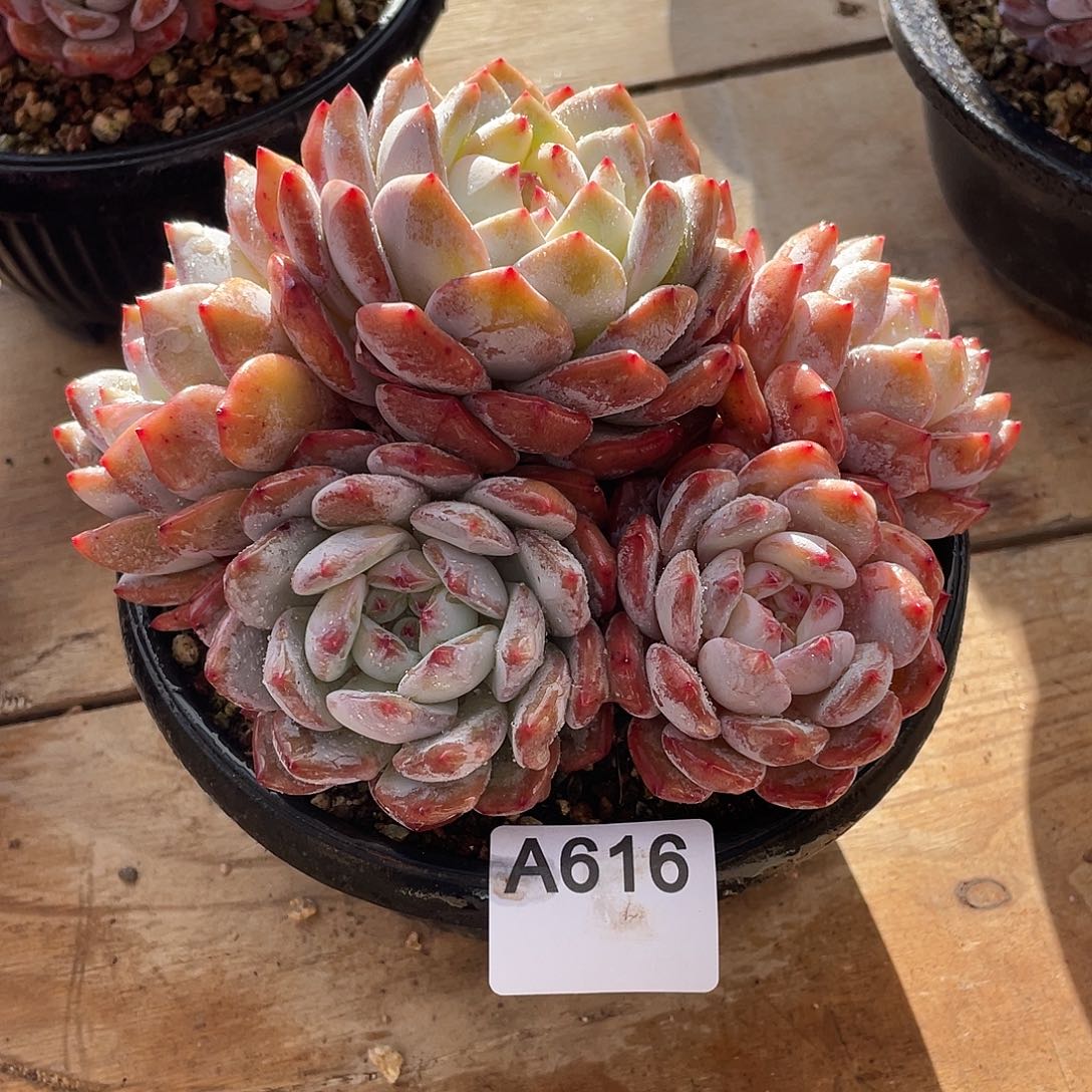 616多肉植物多肉植物