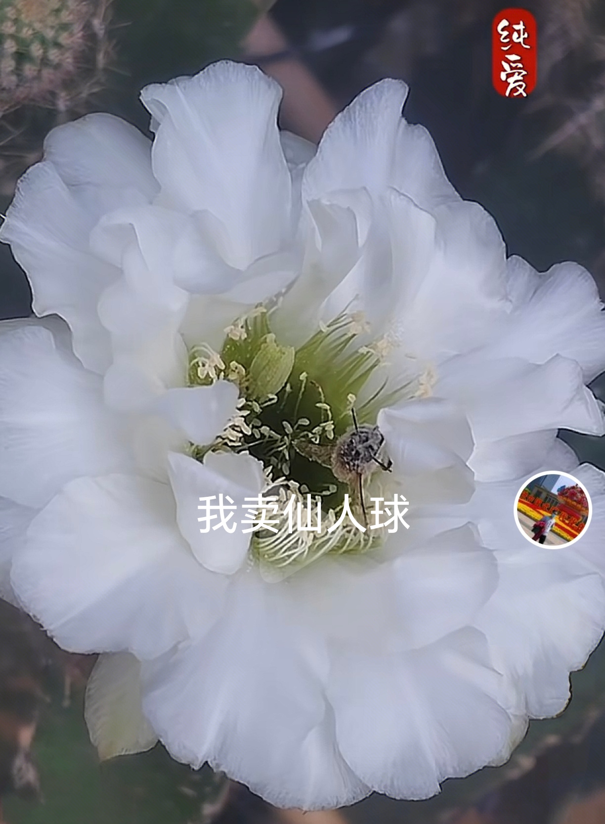 彩草cc269纯爱侧芽歪 满28包邮非偏远