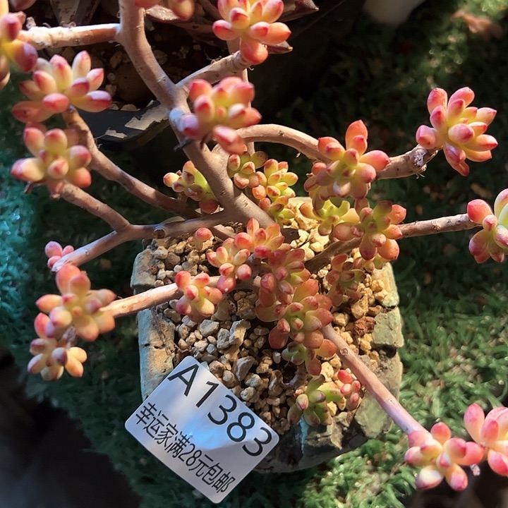 幸运的是我的朋友