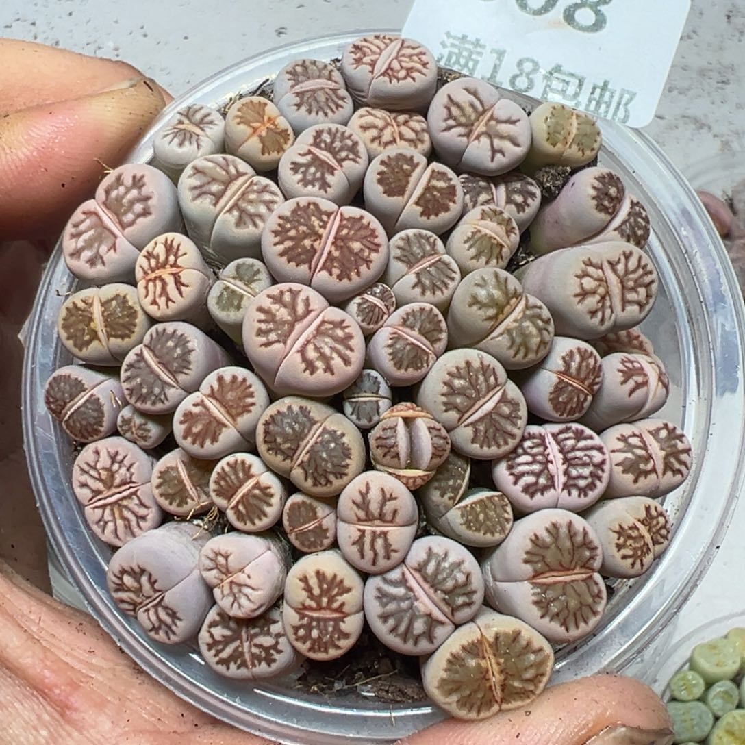 【闪购商品】 608。    