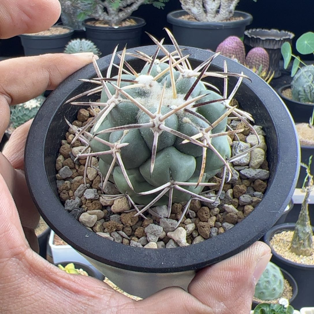 大祥冠实生一物一拍