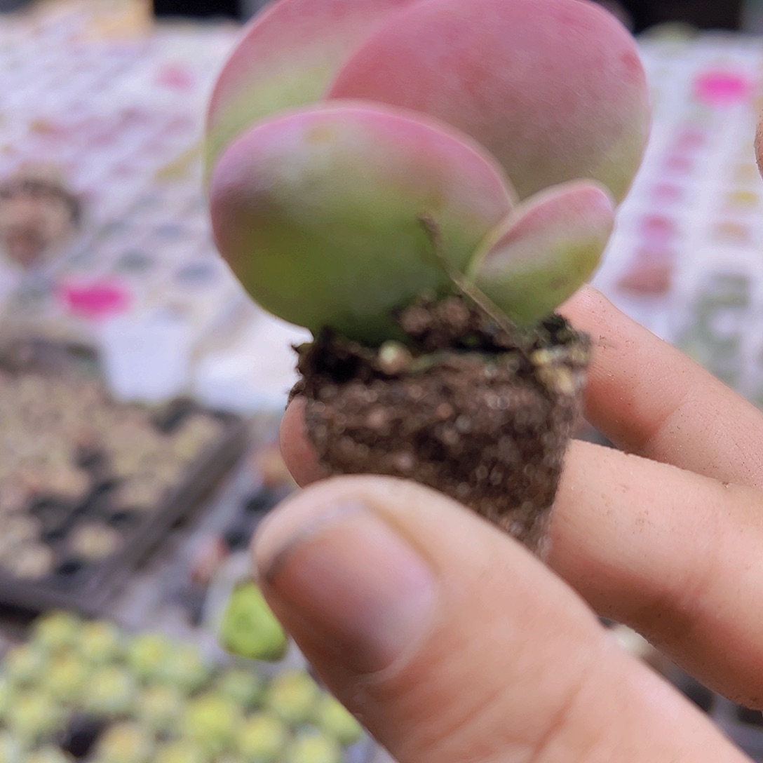 唐寅苗5个19包邮多肉植物