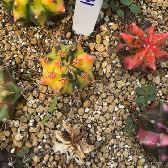 241-0123自由精神多肉