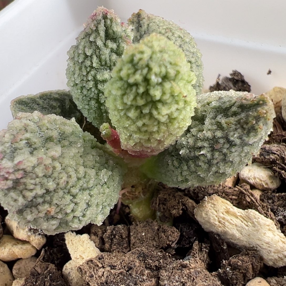 实生新品多肉植物