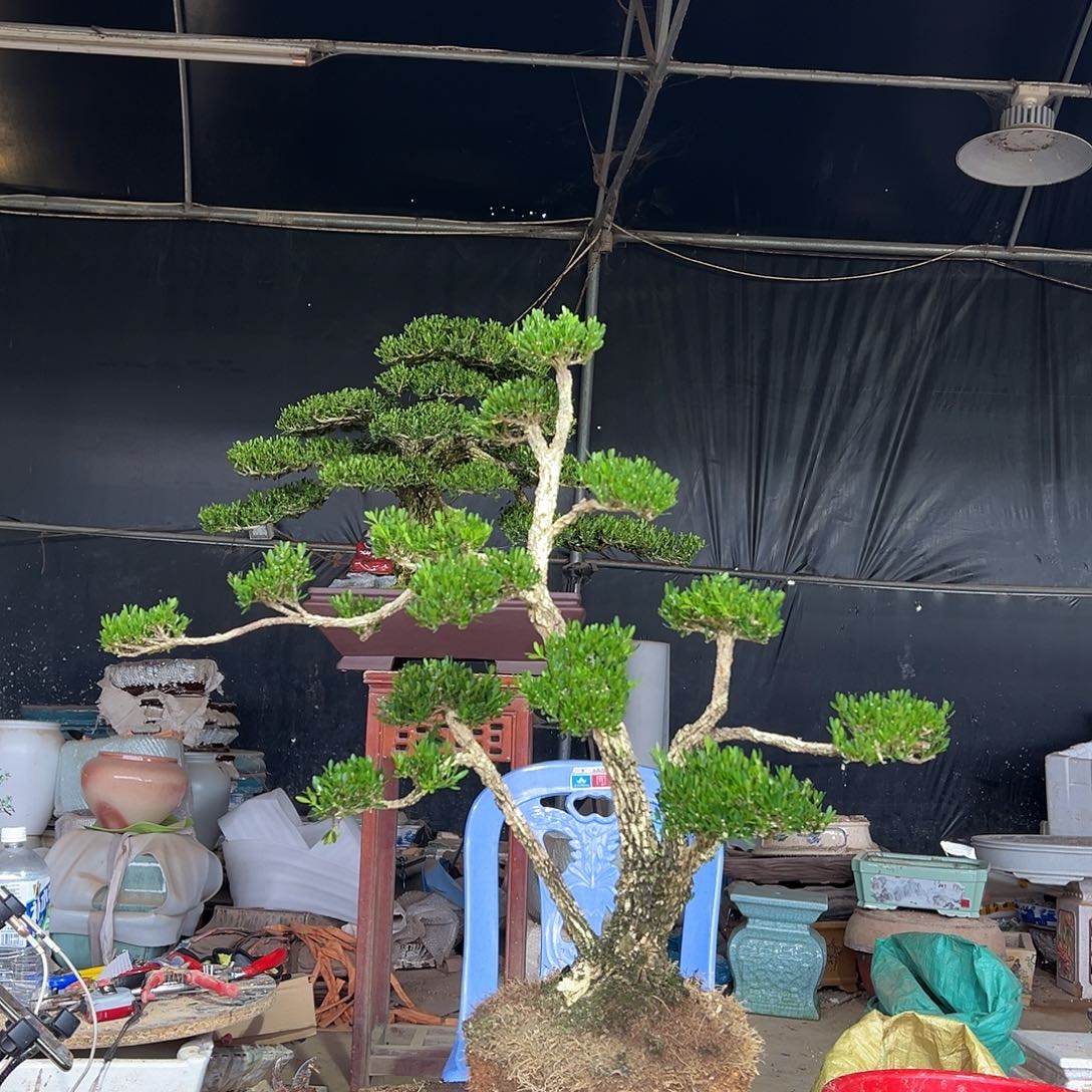 当前无花朵，栽培后可花朵黄杨盆景