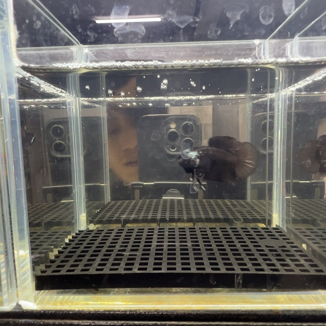 斗鱼阿浩泰斗8日49号