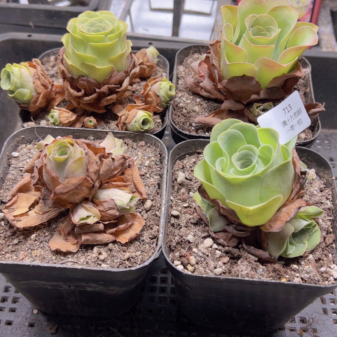 713 侧牙掉了不包损无售后