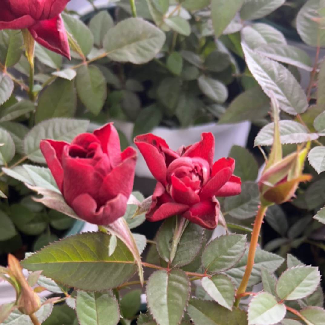 中国红丝绒月季盆栽带花苞四季开花适合阳台庭院种植