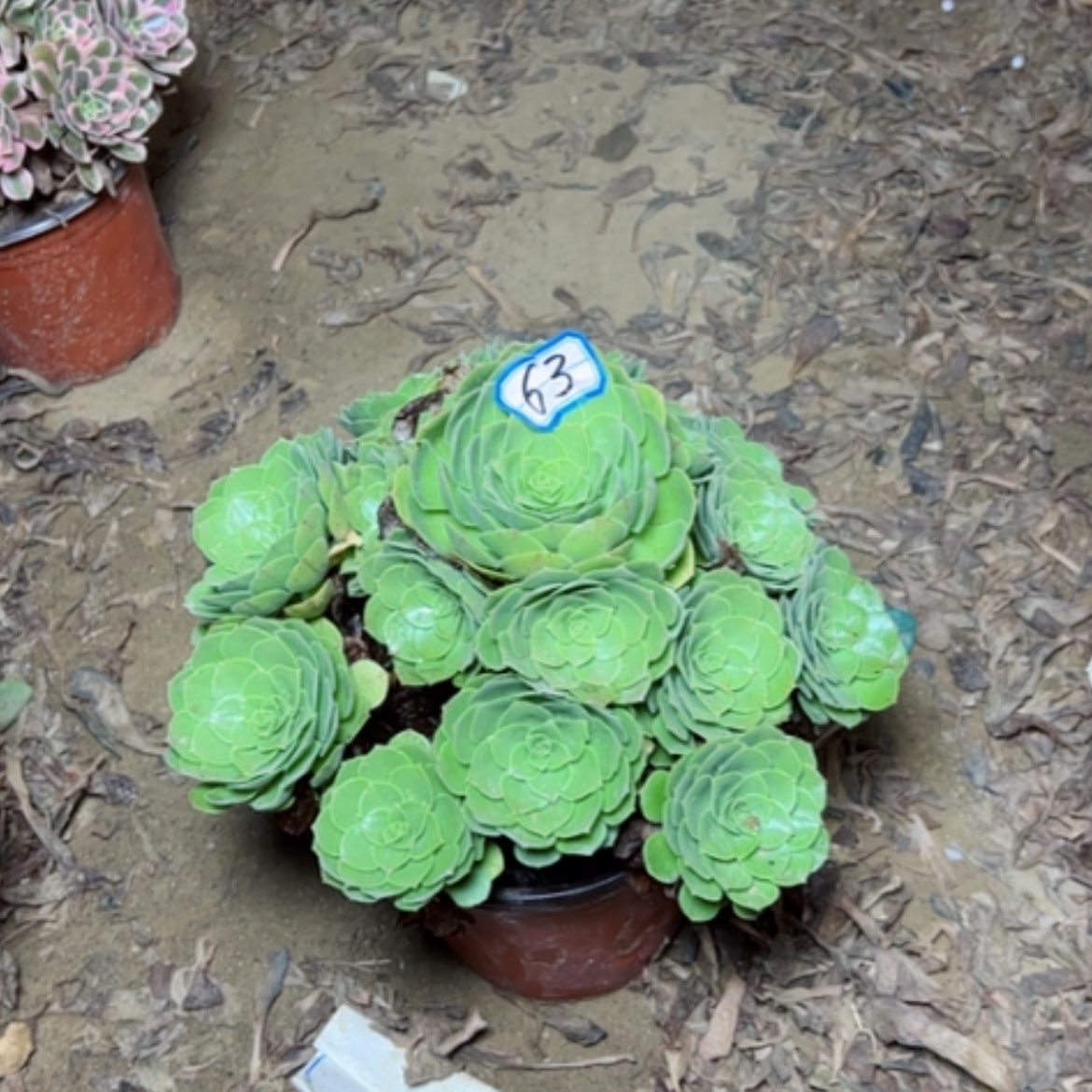 【闪购商品】圣罗兰63