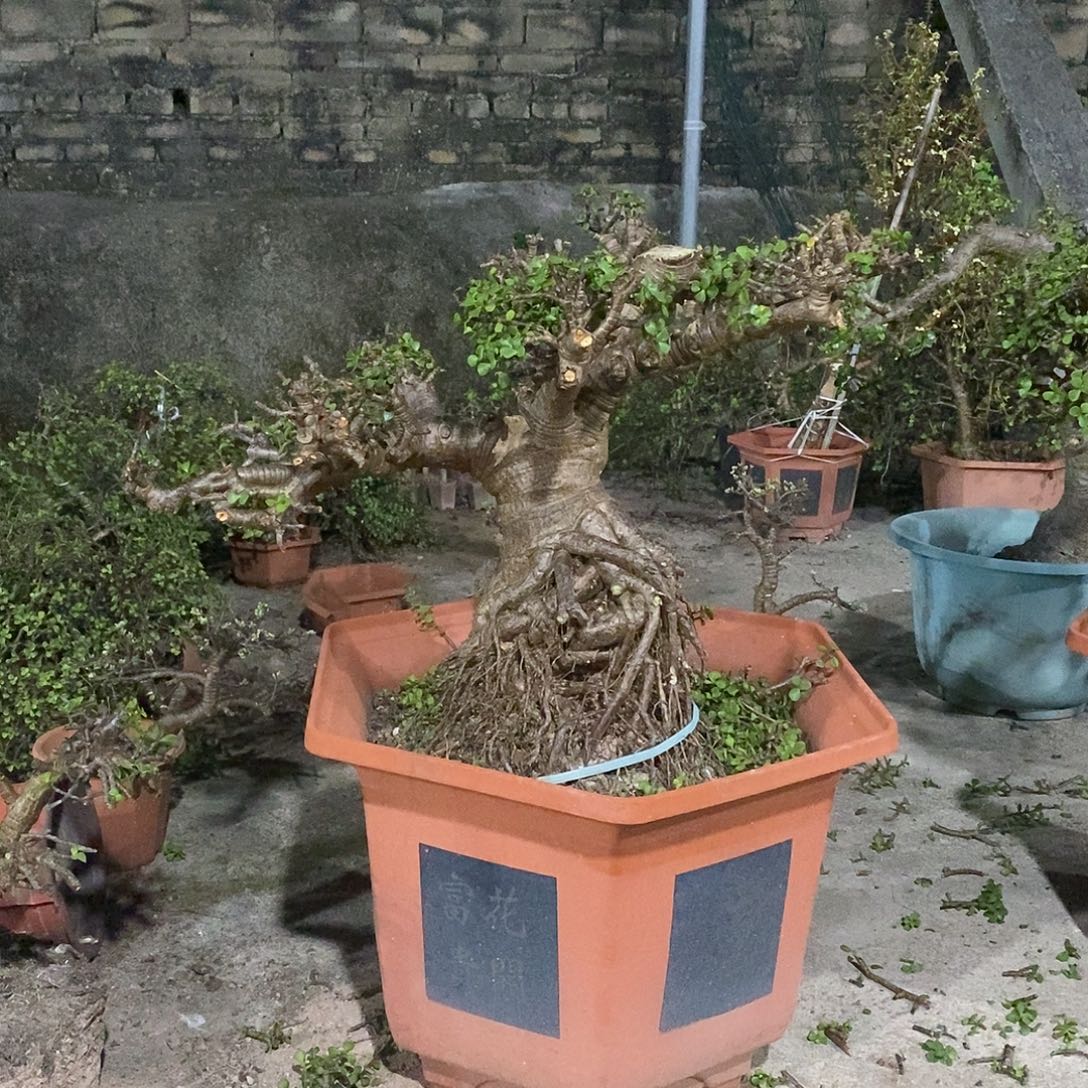 金枝玉叶老庄盆景一物一拍