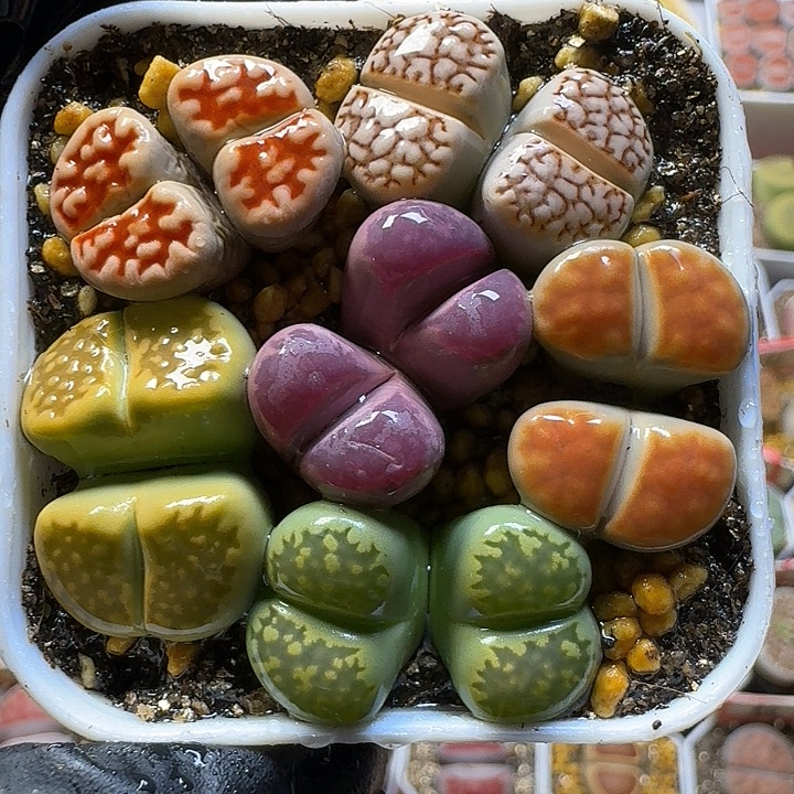 生石花1111122。    299